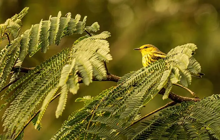 African yellow warbler 